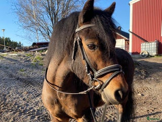 foderhäst Snäll skogsponny ca 122 cm. i Åkersberga - Annons 10