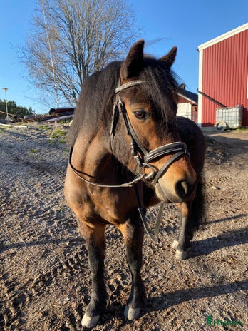 foderhäst Snäll skogsponny ca 122 cm. i Åkersberga - Annons 2
