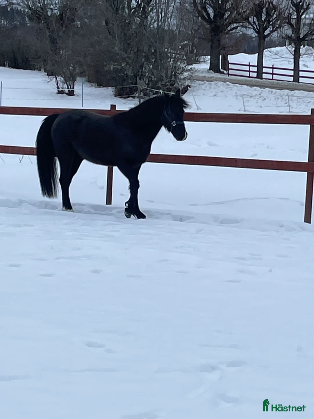 Allround hästar till salu: Supersnäll ungponny i Lysvik - Annons 4