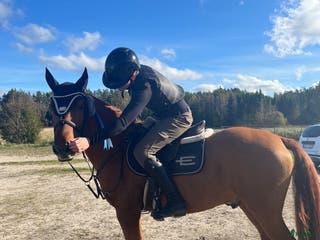 hästar Maxad D-ponny - Annons 6