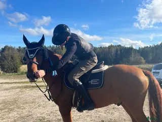 hästar Maxad D-ponny - Annons 4