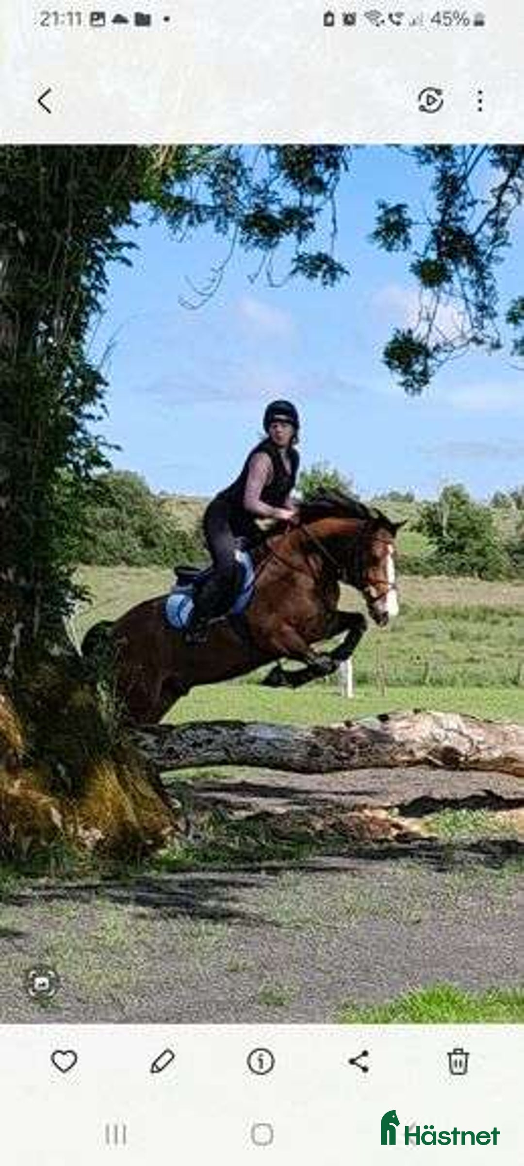Hoppning hästar till salu: Welsh gelding 140cm i Ljungby - Annons 5