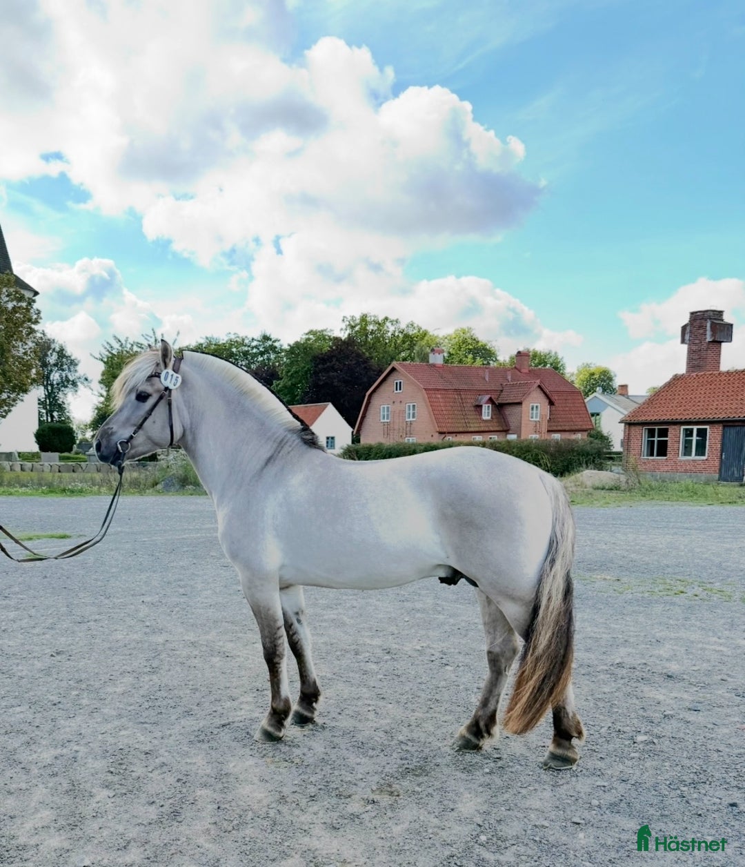 Allround hästar till salu: Unik 3 års hingst (kan bli valack) i Genarp - Annons 1