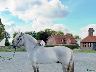 Allround hästar till salu: Unik 3 års hingst (kan bli valack) i Genarp - Annons 2