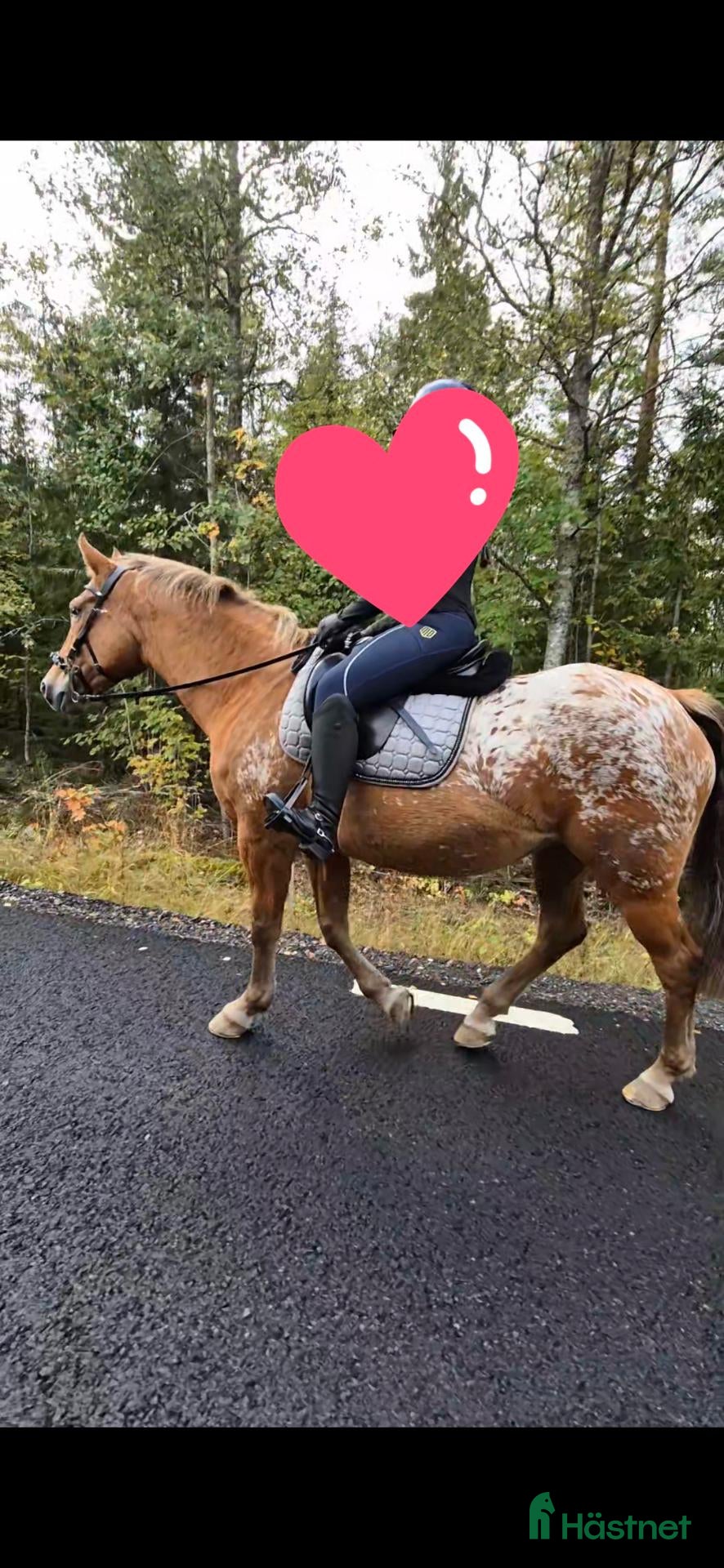  hästar Vackert litet sto söker nytt hem - Annons 12