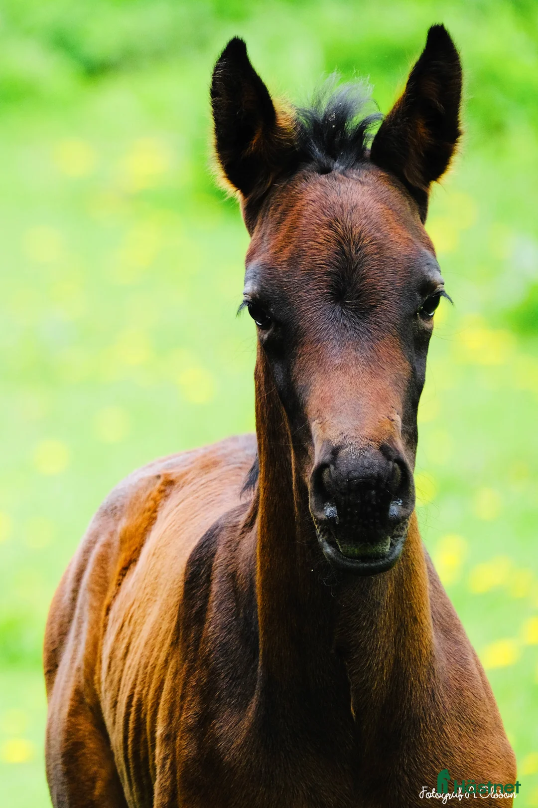 Dressyr hästar till salu: Välstammat (dressyr) SWB sto f. 2024  i Hörby - Annons 2