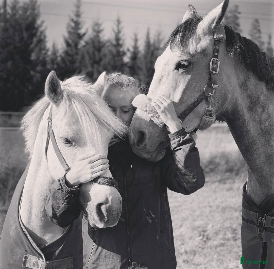  hästservice finnes: Ledig plats för ponny eller häst!  - Annons 3