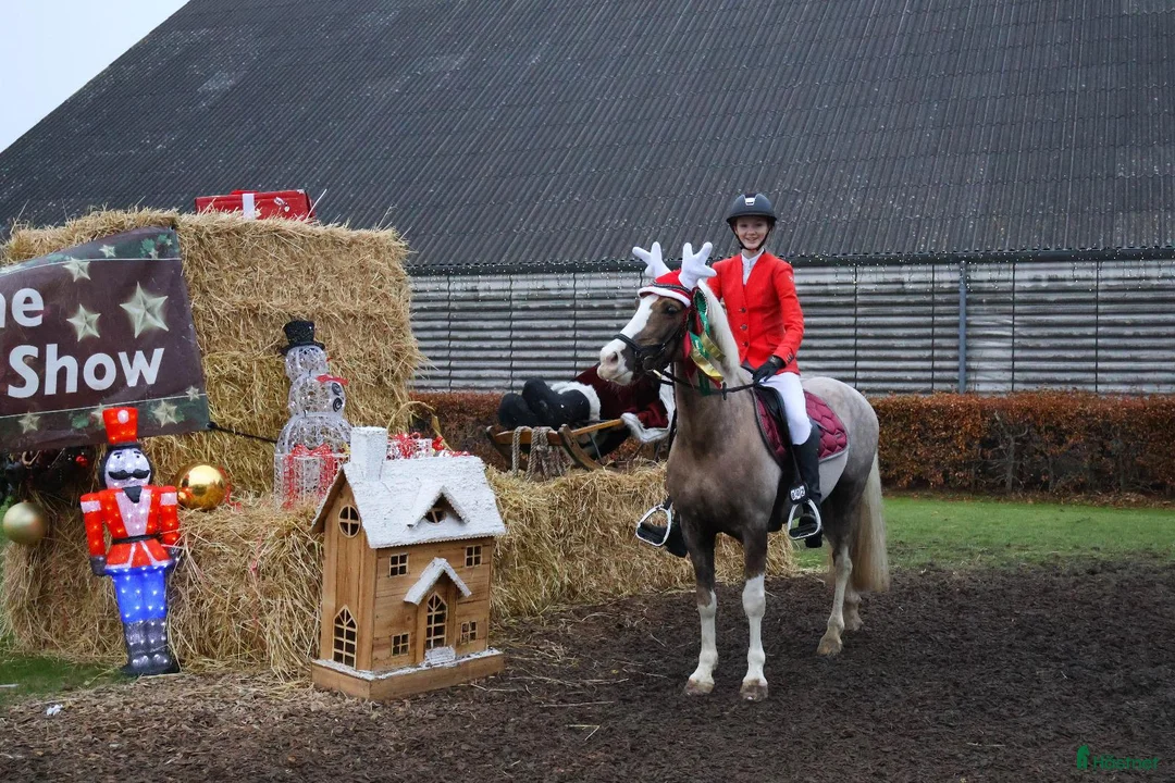 Hoppning hästar till salu: Stjernepony  - Annons 8