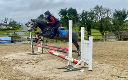 Hoppning hästar till salu: Selection of Irish ponies i Ljungby - Annons 18