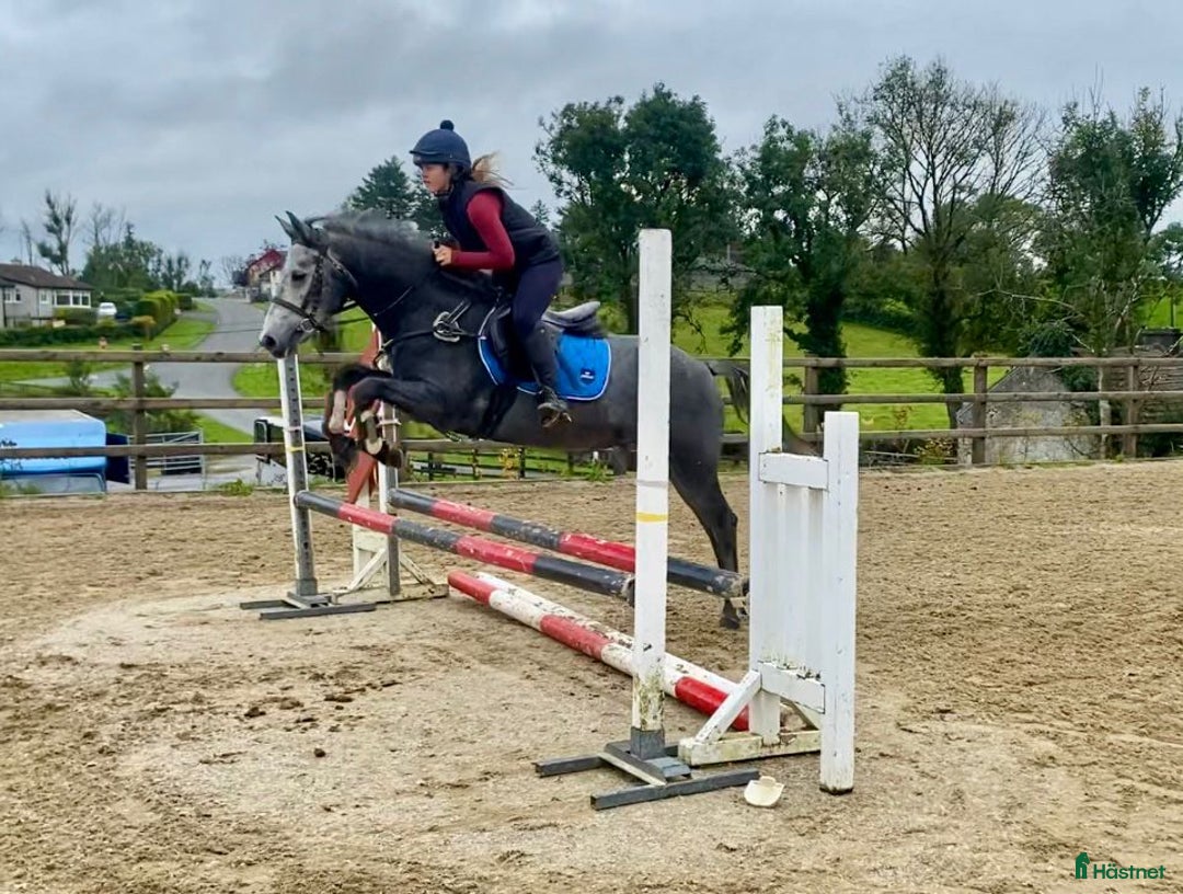 Hoppning hästar till salu: Selection of Irish ponies i Ljungby - Annons 18