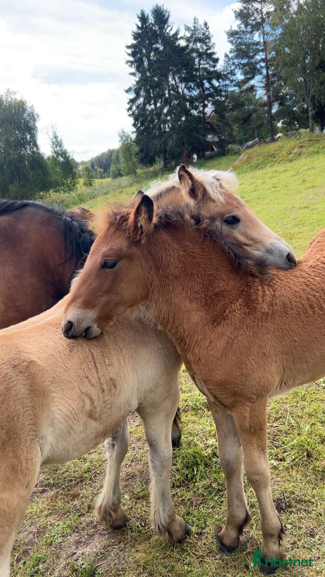 Allround hästar till salu: Älla söker nytt hem!  i Årjäng - Annons 5