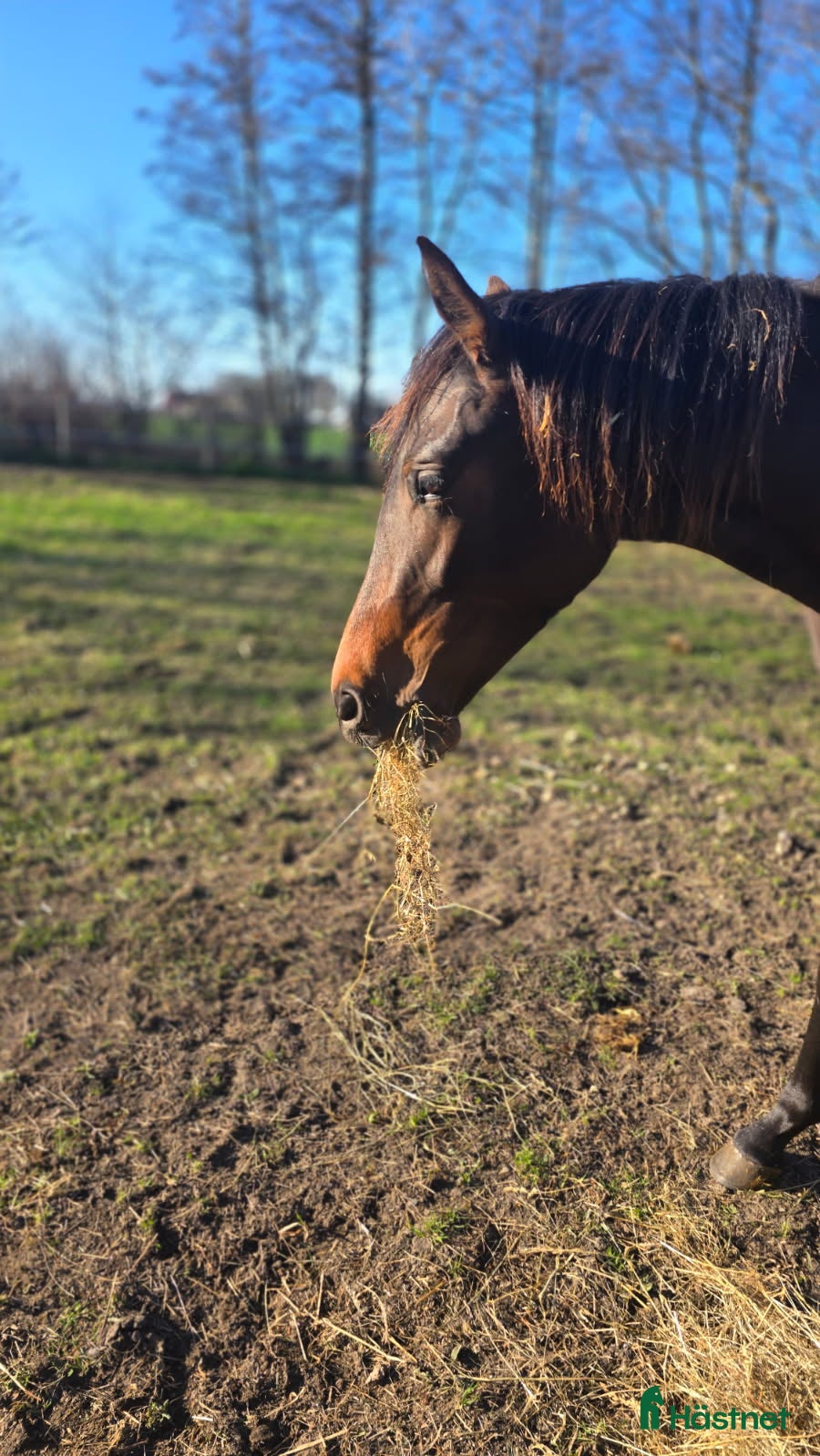  hästar Fantastisk 2-åring med starkt möderne - Annons 3