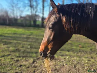 hästar Fantastisk 2-åring med starkt möderne - Annons 8