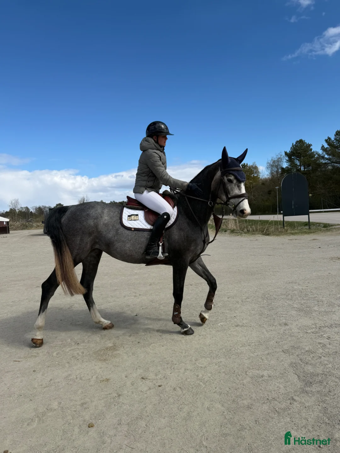 Hoppning hästar till salu: Lovande unghäst e. Chacoon Blue - Annons 1