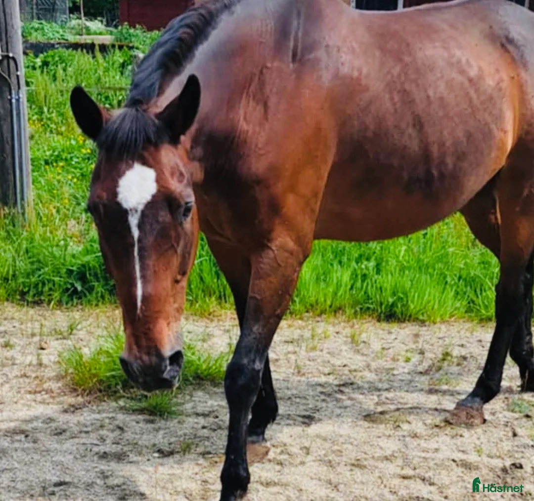 Allround hästar till salu: Trevlig Swb Valack  i Jönköping - Annons 1