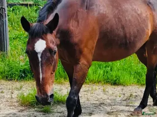 hästar Trevlig Swb Valack i Jönköping - Annons 9