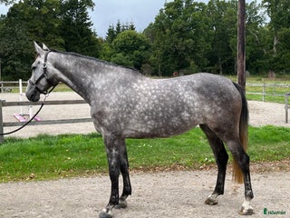 Hoppning hästar till salu: Fin häst med kapacitet! i Ingelstad - Annons 1