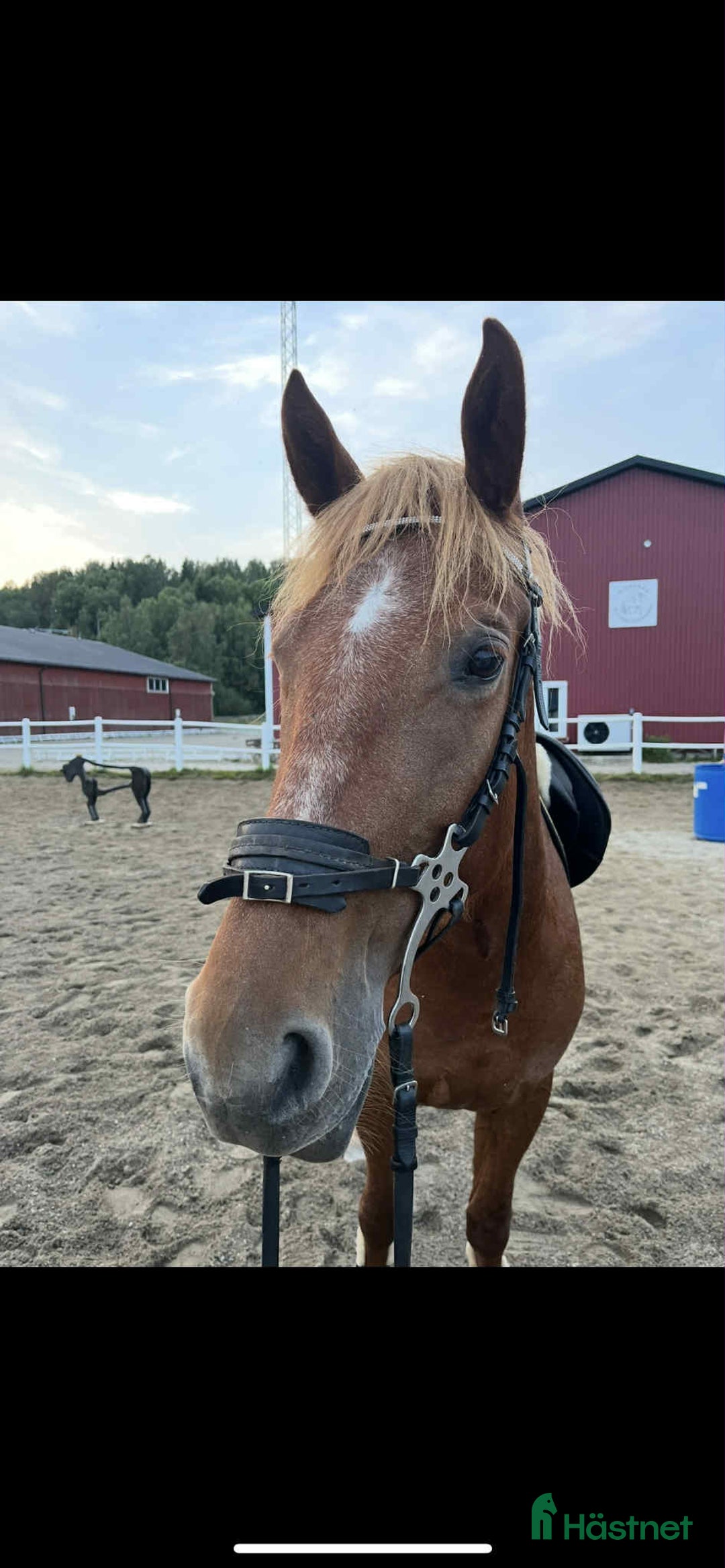 Allround hästar till salu: Maxad D-ponny till valfri disciplin. i Njurunda - Annons 2