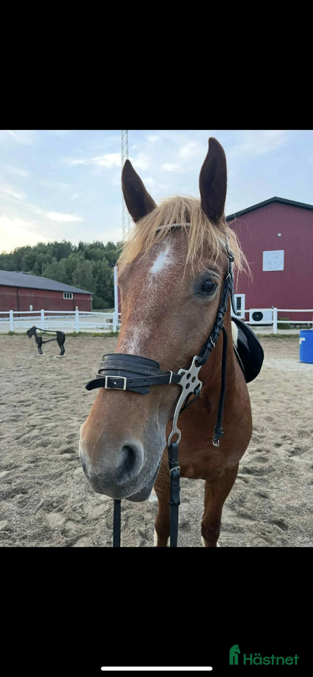 Allround hästar till salu: Maxad D-ponny till valfri disciplin. - Annons 2