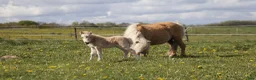 Allround hästar till salu: Palomino sto føl  - Annons 3