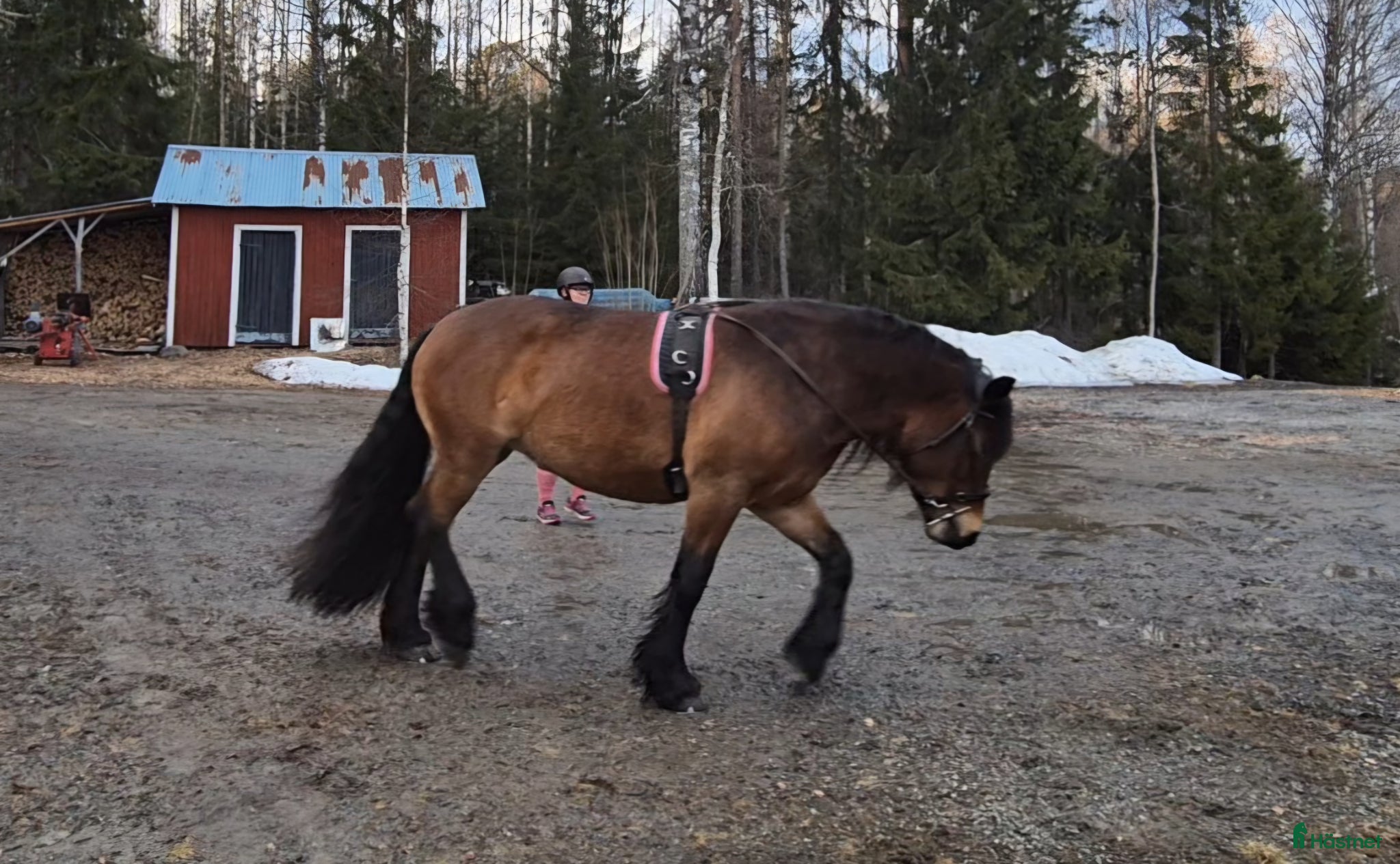  hästar Blivande dressyr nordis - Annons 8