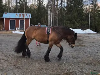 hästar Blivande dressyr nordis - Annons 8