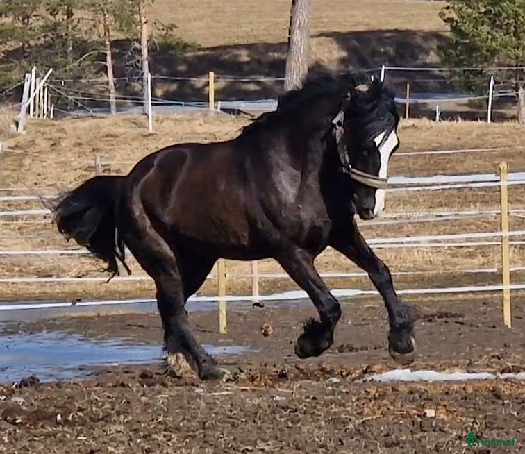  hästar Kallblodsvalack - Annons 5