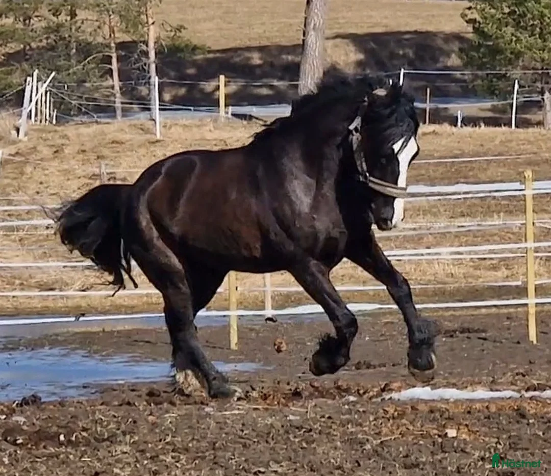 Allround hästar till salu: Kallblodsvalack - Annons 1