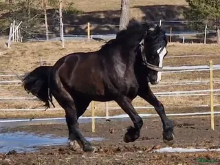 hästar Kallblodsvalack - Annons 4