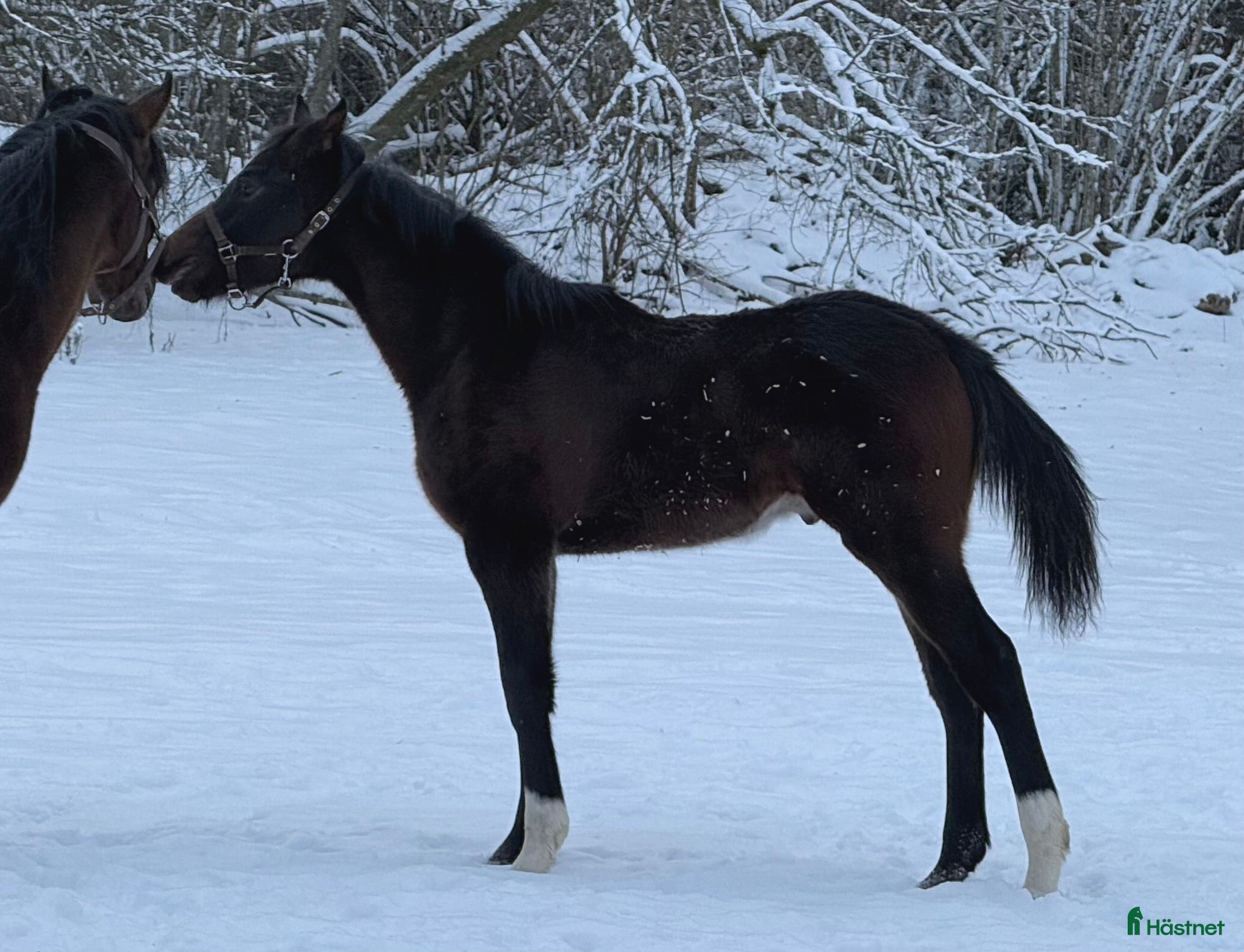  hästar Superfin, till tävling och hobby! - Annons 3