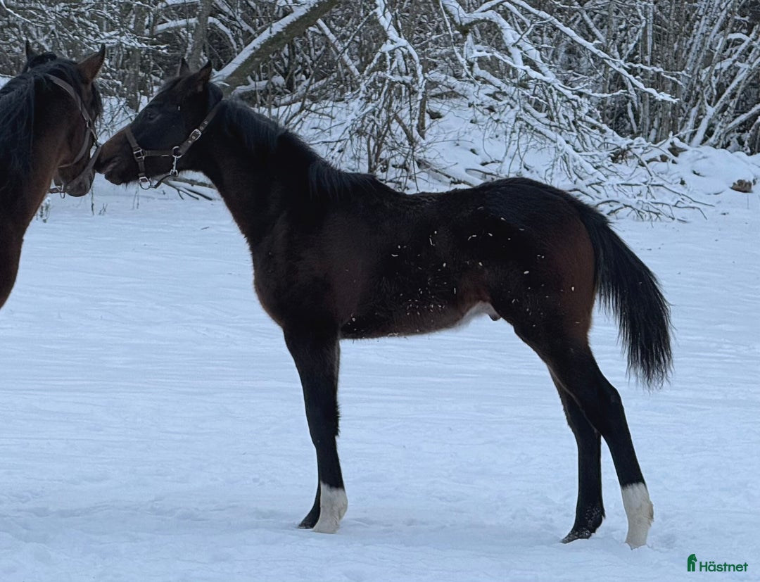 Allround hästar till salu: Superfin, till tävling och hobby! - Annons 1