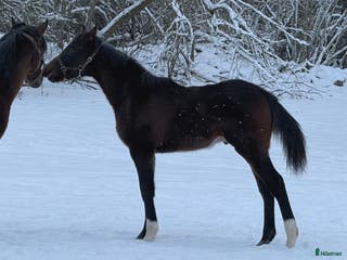 hästar Superfin, till tävling och hobby! - Annons 2