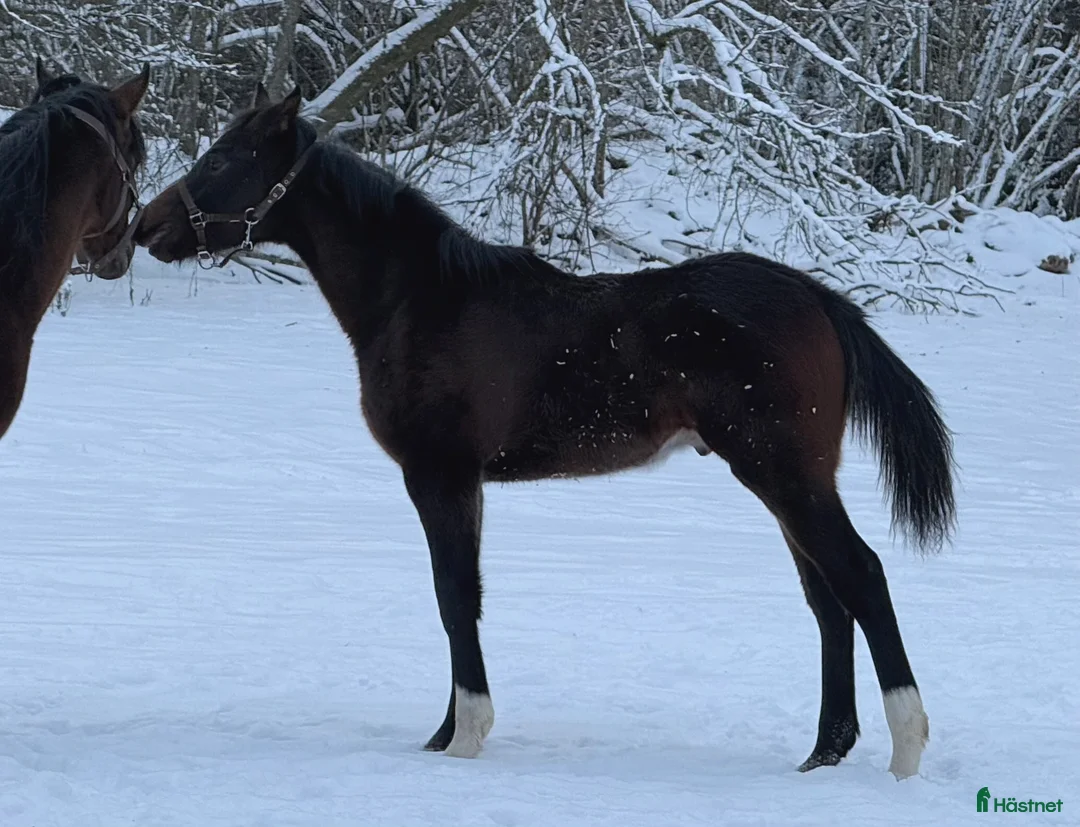 Allround hästar till salu: Superfin, till tävling och hobby! - Annons 1