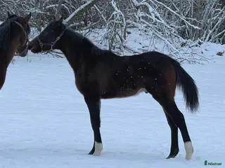 hästar Superfin, till tävling och hobby! - Annons 3