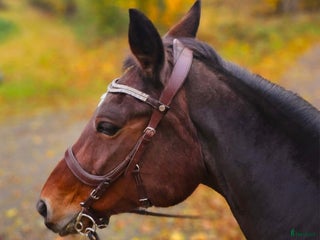 medryttarhäst finnes: Två medryttare sökes i Örkelljunga i Örkelljunga - Annons 9