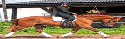 Allround hästar till salu: Fantastic Mother & Daughter partner for everybody  - Annons 5