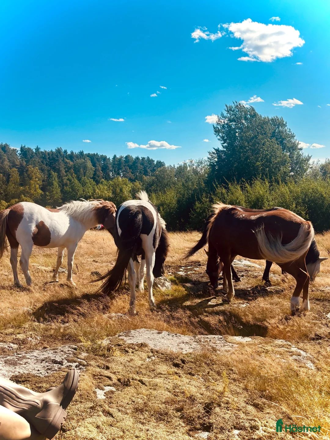  stallplats finnes: Egen lösdrift med ligghall uthyres. Vallentuna  - Annons 2