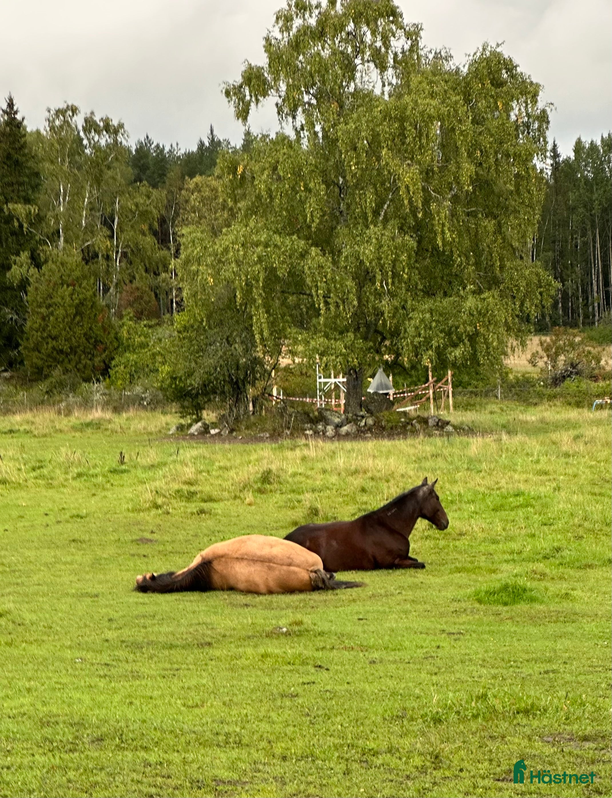  stallplats finnes: Lödsriftsplats till sto i Upplands Väsby - Annons 1