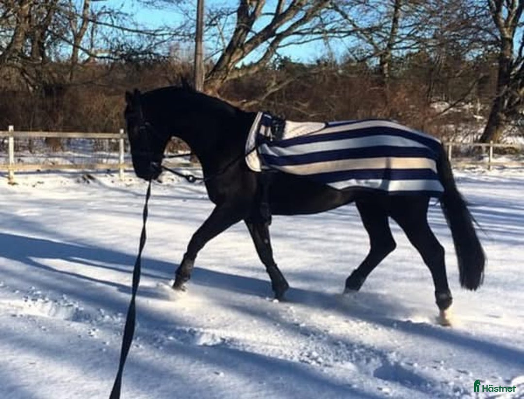 Täcken hästutrustning till salu: Horsewear Amigo ländtäcke i Nynäshamn - Annons 3