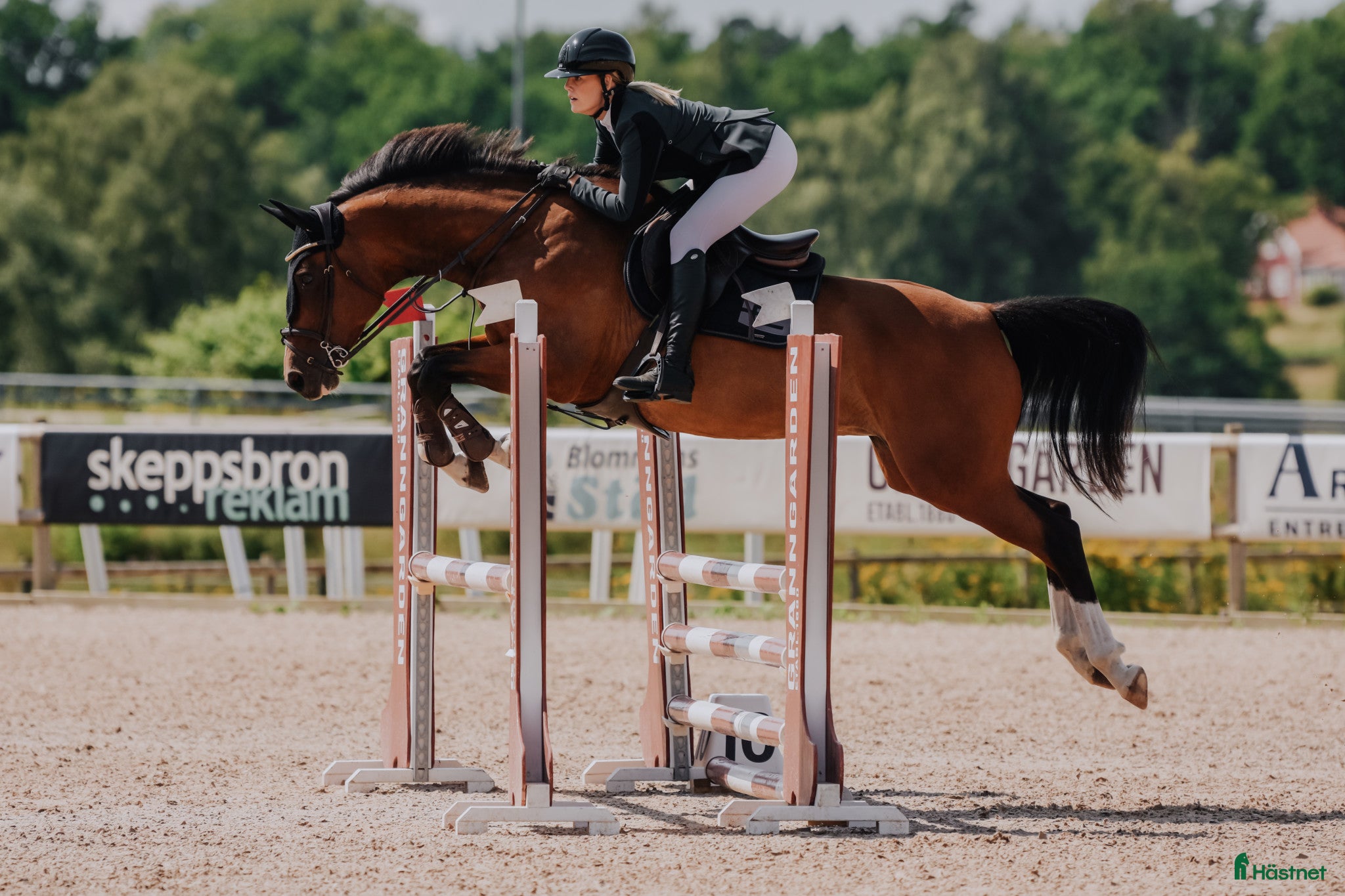  hästar Trevligt sto till avel🐴 i Vimmerby - Annons 5