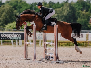 hästar Trevligt sto till avel🐴 i Vimmerby - Annons 4