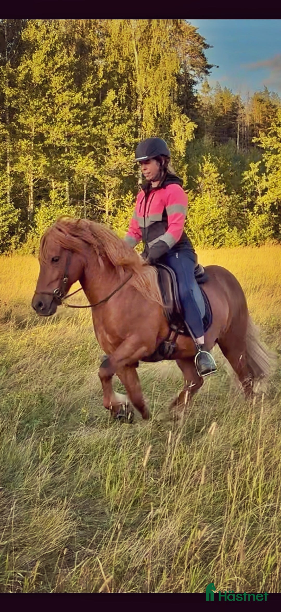 Allround hästar till salu: Världens snällaste islänning 12 år i Söderköping - Annons 8