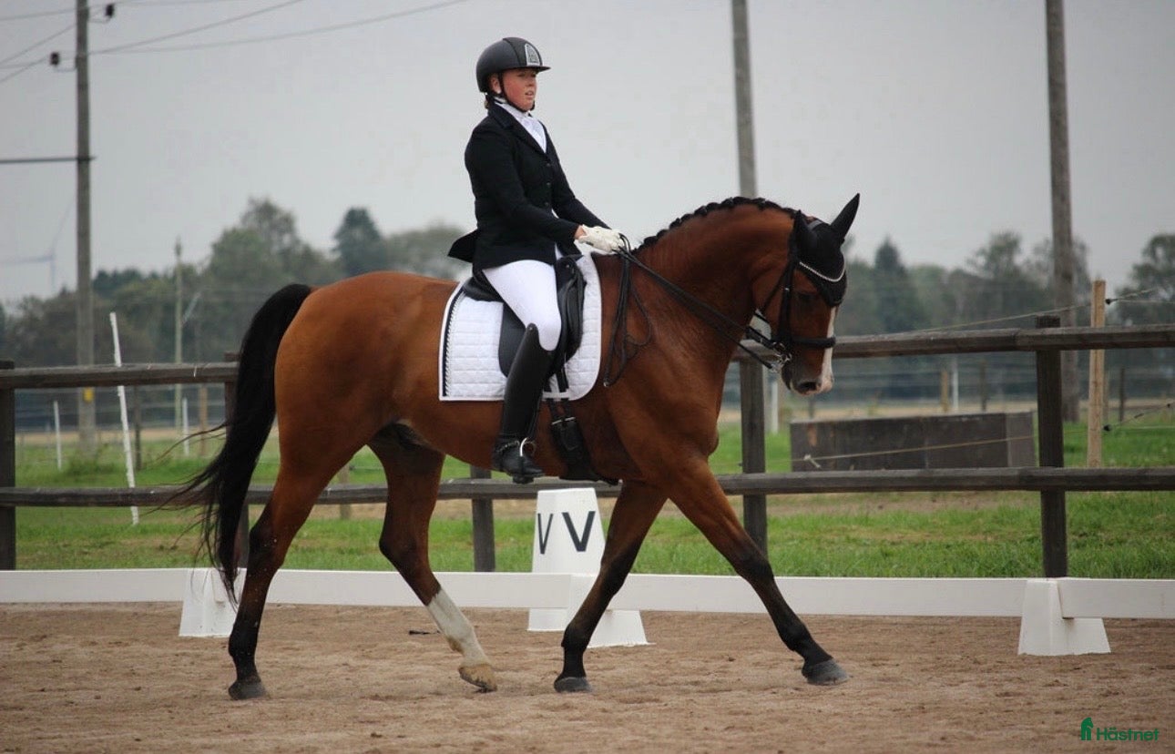  hästar Reserverad! Snäll och okomplicerad läromästare - Annons 18