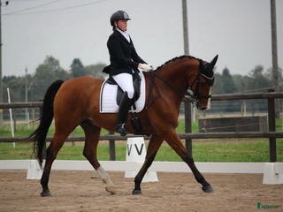 hästar Reserverad! Snäll och okomplicerad läromästare - Annons 16