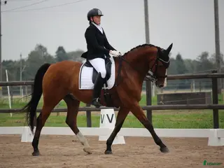 hästar Reserverad! Snäll och okomplicerad läromästare - Annons 18