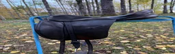 Sadlar hästutrustning till salu: Regal dressage Spring Tree, - Annons 1