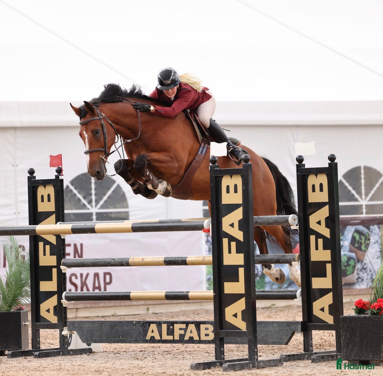  stallplats finnes: Träning/utbildning häst & ryttare  - Annons 1