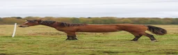 Allround hästar till salu: Spännande Welsh cob sto  - Annons 7