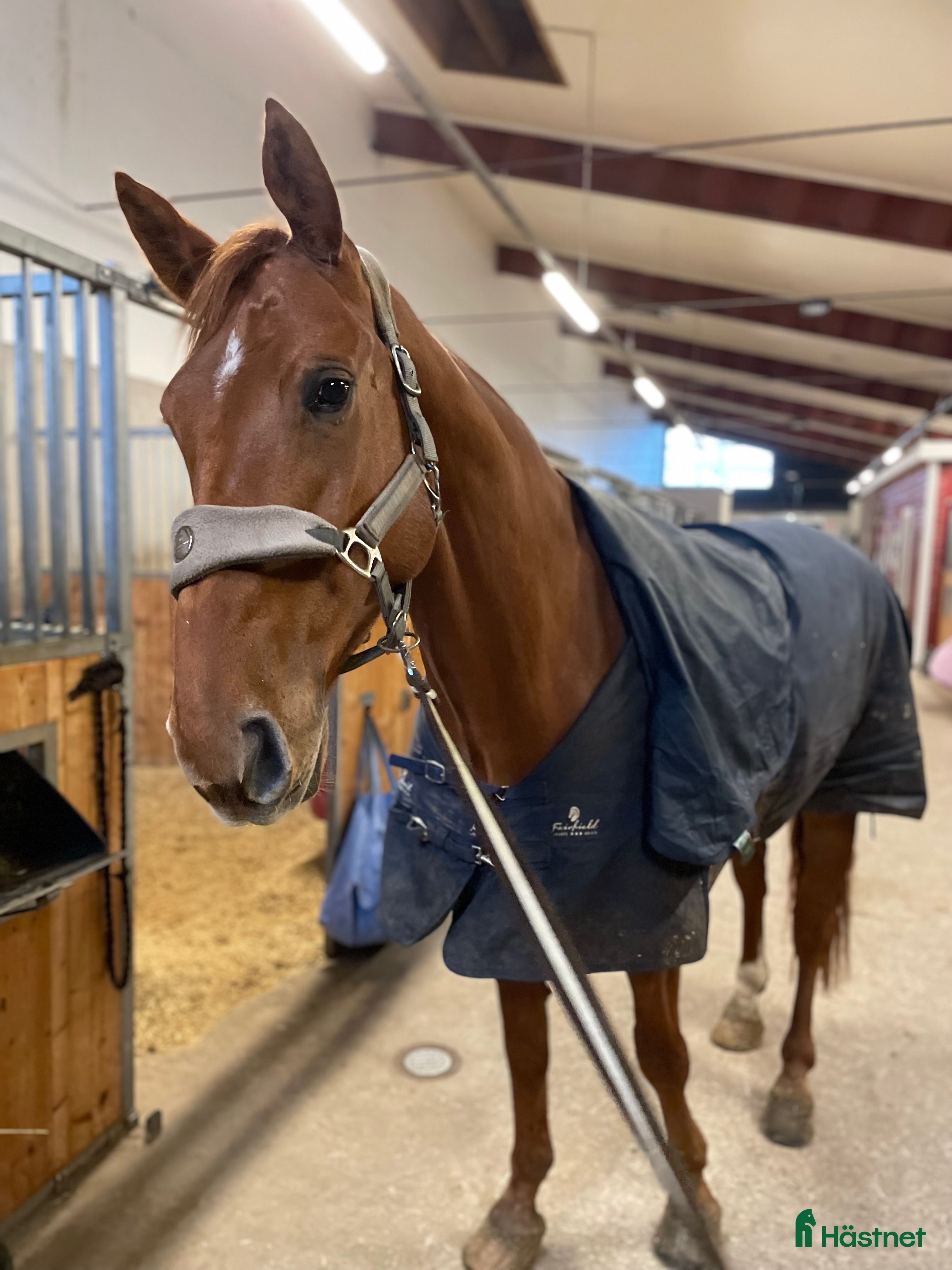  hästar Ambitiös, välriden valack med kapacitet i Alingsås - Annons 8