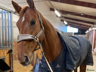 hästar Ambitiös, välriden valack med kapacitet i Alingsås - Annons 8